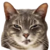 cats 16