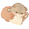 Cats <3 24