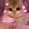 Cute Cats @anime4_arts 26