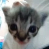Cats 🌚 :: @fStikBot 25