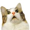 cats 17