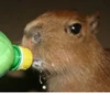 Capybara @MyselfMeandIo 25