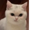 Cats 🌚 :: @fStikBot 26