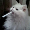 Cats 🌚 :: @fStikBot 27