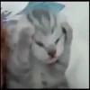 Cats 🌚 :: @fStikBot 29