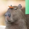 Capybara @MyselfMeandIo 28