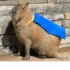 Capybara @MyselfMeandIo 29
