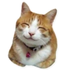 cats 18