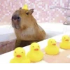 ‣ Capybara :🪨: @jichulan ♡‌ 5