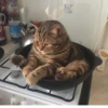 Cats ,,, @MoodPacks 5