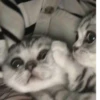 Cats ,,, @MoodPacks 6