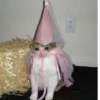 Cats ,,, @MoodPacks 7