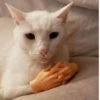 Cats ,,, @MoodPacks 8