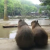 ‣ Capybara :🪨: @jichulan ♡‌ 9