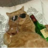 Cats ,,, @MoodPacks 9