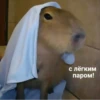 ‣ Capybara :🪨: @jichulan ♡‌ 10