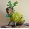‣ Capybara :🪨: @jichulan ♡‌ 11