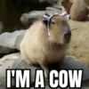 ‣ Capybara :🪨: @jichulan ♡‌ 12