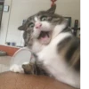 Cats ,,, @MoodPacks 11