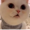 Коты от @sherst_memes 7