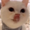 Коты от @sherst_memes 9