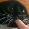 Коты от @sherst_memes 10