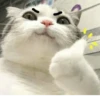Cats ,,, @MoodPacks 12