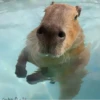 ‣ Capybara :🪨: @jichulan ♡‌ 13