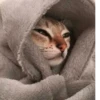Cats ,,, @MoodPacks 14