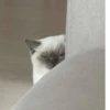 Коты от @sherst_memes 13