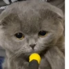 Коты от @sherst_memes 14