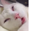 Cats ,,, @MoodPacks 16