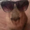 ‣ Capybara :🪨: @jichulan ♡‌ 15