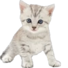 Cutie Cats @SbornikStickers 6