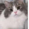Коты от @sherst_memes 15