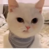 Коты от @sherst_memes 16