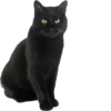 Cutie Cats @SbornikStickers 7