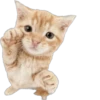 Cutie Cats @SbornikStickers 8