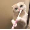 Cats ,,, @MoodPacks 17