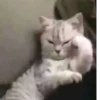 Cats ,,, @MoodPacks 18