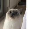 Коты от @sherst_memes 17