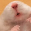 Cute Hamster 1 17
