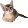Cutie Cats @SbornikStickers 9