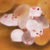 Cute Hamster 1 18