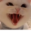 Коты от @sherst_memes 21