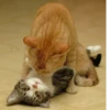 Cats ,,, @MoodPacks 21
