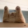 Cats ,,, @MoodPacks 22