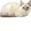 Cutie Cats @SbornikStickers 10