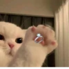 Catscatscats :: @fStikBot 5