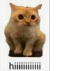 Catscatscats :: @fStikBot 6